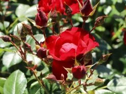 Beetrose 'Black Forest Rose' ® 17 Beetrose 'Black Forest Rose' ® -Edelrosen Geschaft beetrose black forest rose m052539 w 9