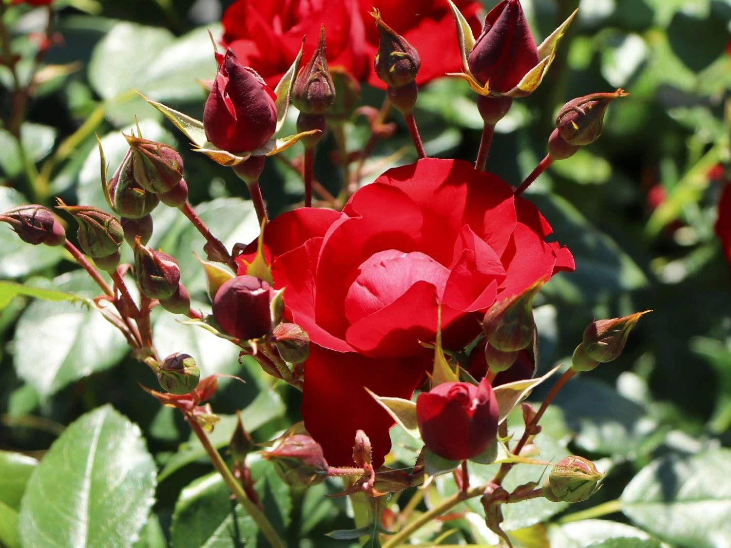 Beetrose 'Black Forest Rose' ® 5 Beetrose 'Black Forest Rose' ® – Bild 5