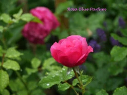 Beetrose 'Blue Parfum' ® -Edelrosen Geschaft beetrose blue parfum m005644 1341765 0