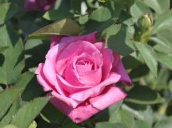 Beetrose 'Blue Parfum' ® -Edelrosen Geschaft beetrose blue parfum m005644 w 1