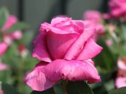 Beetrose 'Blue Parfum' ® -Edelrosen Geschaft beetrose blue parfum m005644 w 10