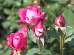 Beetrose 'Blue Parfum' ® -Edelrosen Geschaft beetrose blue parfum m005644 w 2