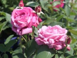 Beetrose 'Blue Parfum' ® -Edelrosen Geschaft beetrose blue parfum m005644 w 4