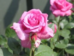 Beetrose 'Blue Parfum' ® -Edelrosen Geschaft beetrose blue parfum m005644 w 6