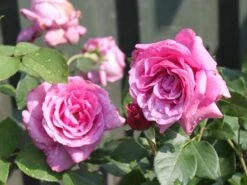 Beetrose 'Blue Parfum' ® -Edelrosen Geschaft beetrose blue parfum m005644 w 7