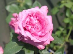 Beetrose 'Blue Parfum' ® -Edelrosen Geschaft beetrose blue parfum m005644 w 8