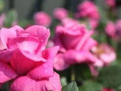 Beetrose 'Blue Parfum' ® -Edelrosen Geschaft beetrose blue parfum m005644 w 9