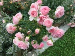 Beetrose / Bodendecker-Rose 'Larissa' ® 8 Beetrose / Bodendecker-Rose 'Larissa' ® -Edelrosen Geschaft beetrose bodendecker rose larissa m043061 980352 0