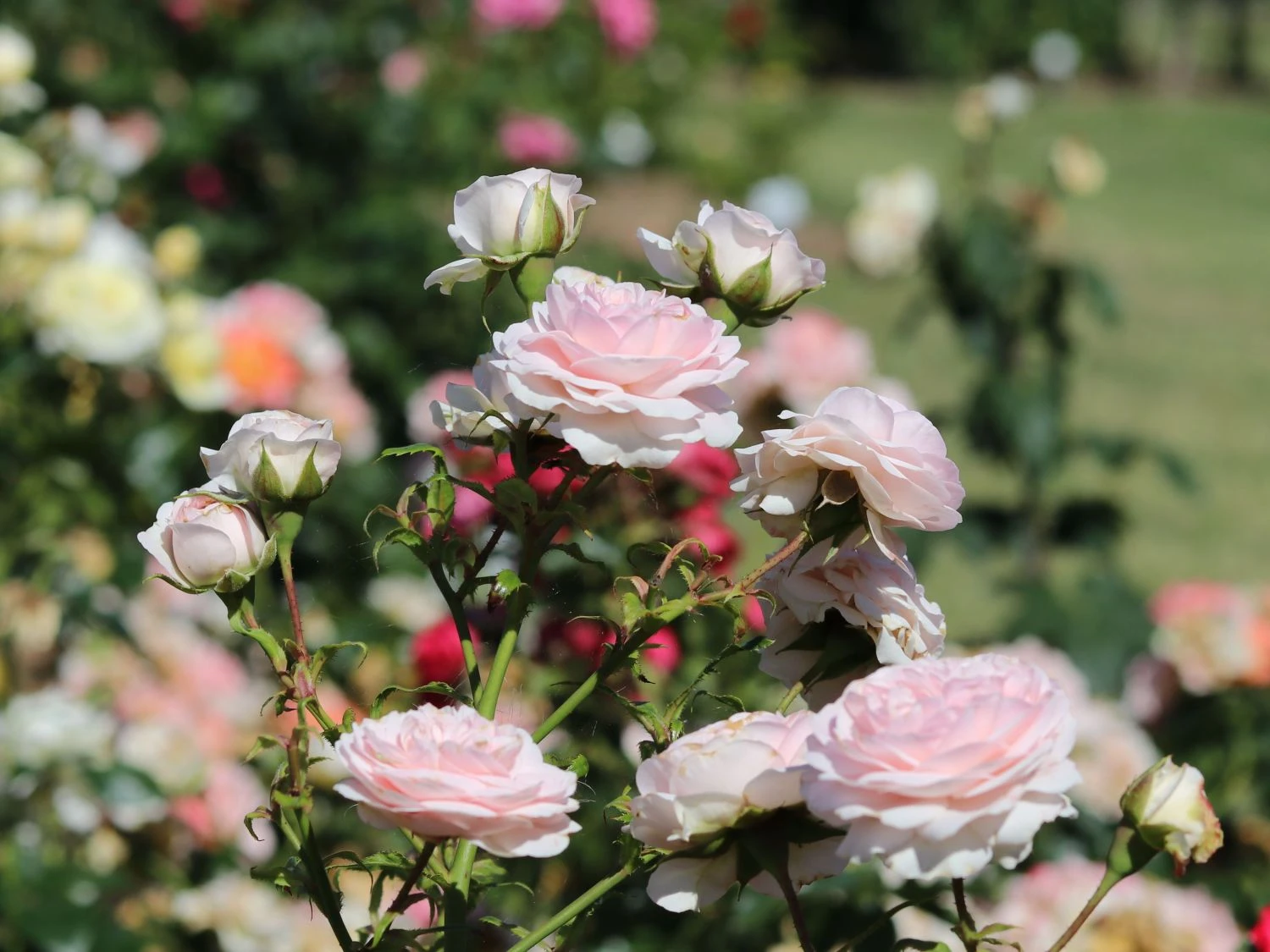 Beetrose / Bodendecker-Rose 'Larissa' ® 2 Beetrose / Bodendecker-Rose 'Larissa' ® – Bild 2