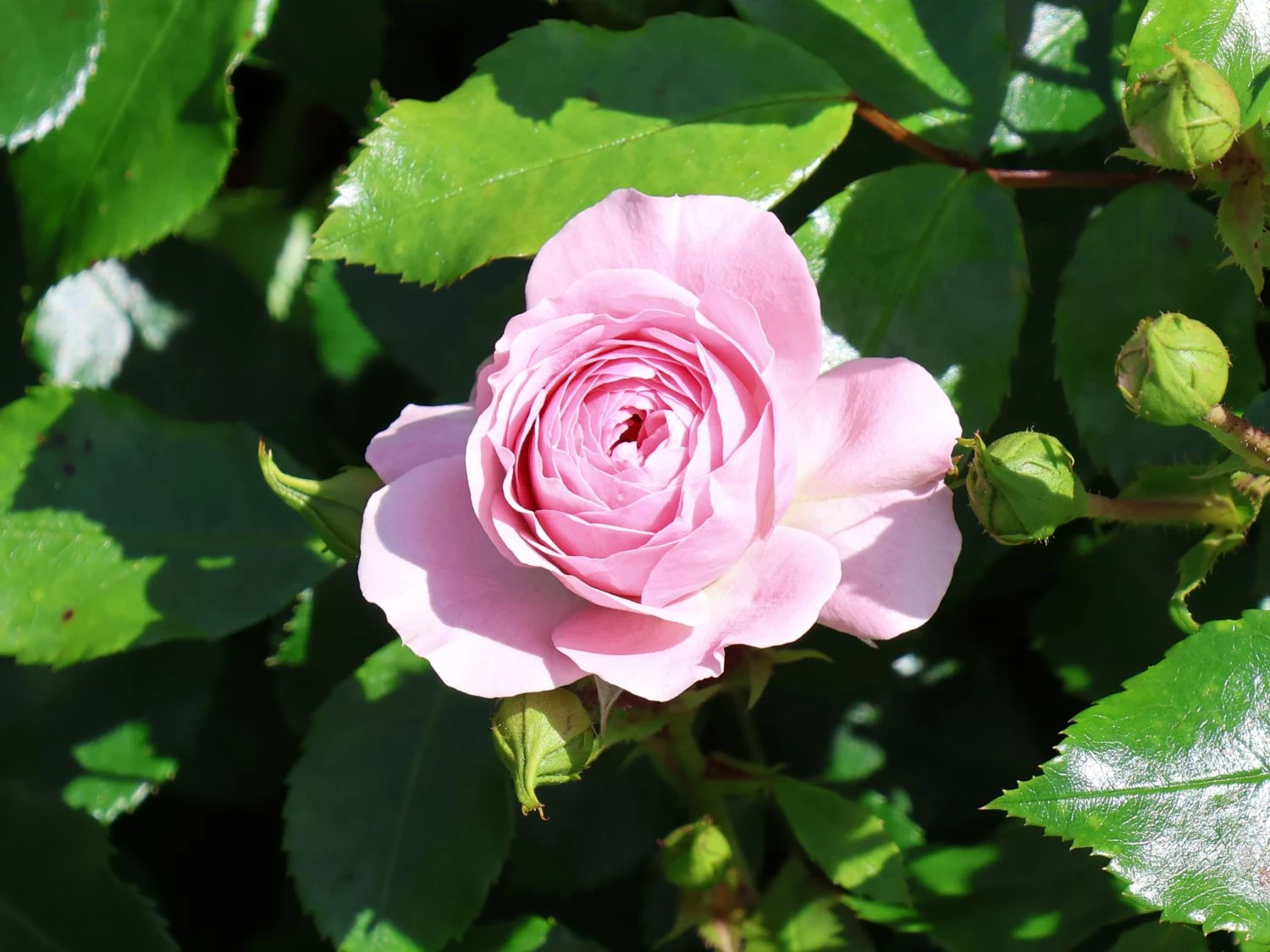 Beetrose / Bodendecker-Rose 'Larissa' ® 3 Beetrose / Bodendecker-Rose 'Larissa' ® – Bild 3