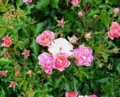 Beetrose / Bodendecker-Rose 'Maxi Vita' ® -Edelrosen Geschaft beetrose bodendecker rose maxi vita m002804 422386 0