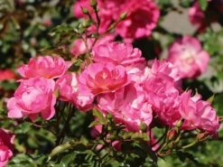 Ausgewählte Produkte 17 Beetrose / Bodendecker-Rose 'Maxi Vita' ®