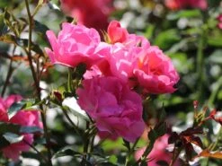 Beetrose / Bodendecker-Rose 'Maxi Vita' ® -Edelrosen Geschaft beetrose bodendecker rose maxi vita m002804 w 0