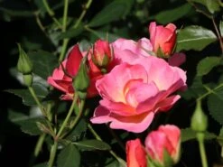 Beetrose / Bodendecker-Rose 'Maxi Vita' ® -Edelrosen Geschaft beetrose bodendecker rose maxi vita m002804 w 1