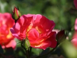 Beetrose / Bodendecker-Rose 'Maxi Vita' ® -Edelrosen Geschaft beetrose bodendecker rose maxi vita m002804 w 2