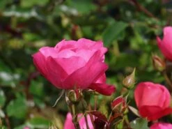 Beetrose / Bodendecker-Rose 'Maxi Vita' ® -Edelrosen Geschaft beetrose bodendecker rose maxi vita m002804 w 3