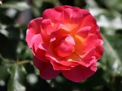 Beetrose / Bodendecker-Rose 'Maxi Vita' ® -Edelrosen Geschaft beetrose bodendecker rose maxi vita m002804 w 4