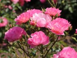 Beetrose / Bodendecker-Rose 'Maxi Vita' ® -Edelrosen Geschaft beetrose bodendecker rose maxi vita m002804 w 5