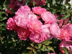 Beetrose / Bodendecker-Rose 'Maxi Vita' ® -Edelrosen Geschaft beetrose bodendecker rose maxi vita m002804 w 6