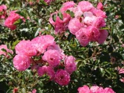 Beetrose / Bodendecker-Rose 'Maxi Vita' ® -Edelrosen Geschaft beetrose bodendecker rose maxi vita m002804 w 7