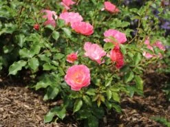 Beetrose / Bodendecker-Rose 'Maxi Vita' ® -Edelrosen Geschaft beetrose bodendecker rose maxi vita m002804 w 8