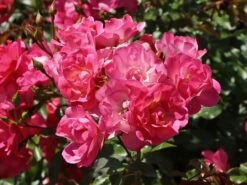 Ausgewählte Produkte -Edelrosen Geschaft beetrose bodendecker rose maxi vita m002804 w 9