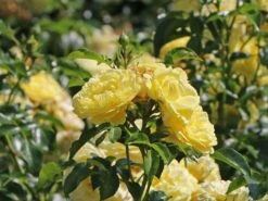 Beetrose / Bodendecker-Rose 'Solero' ®