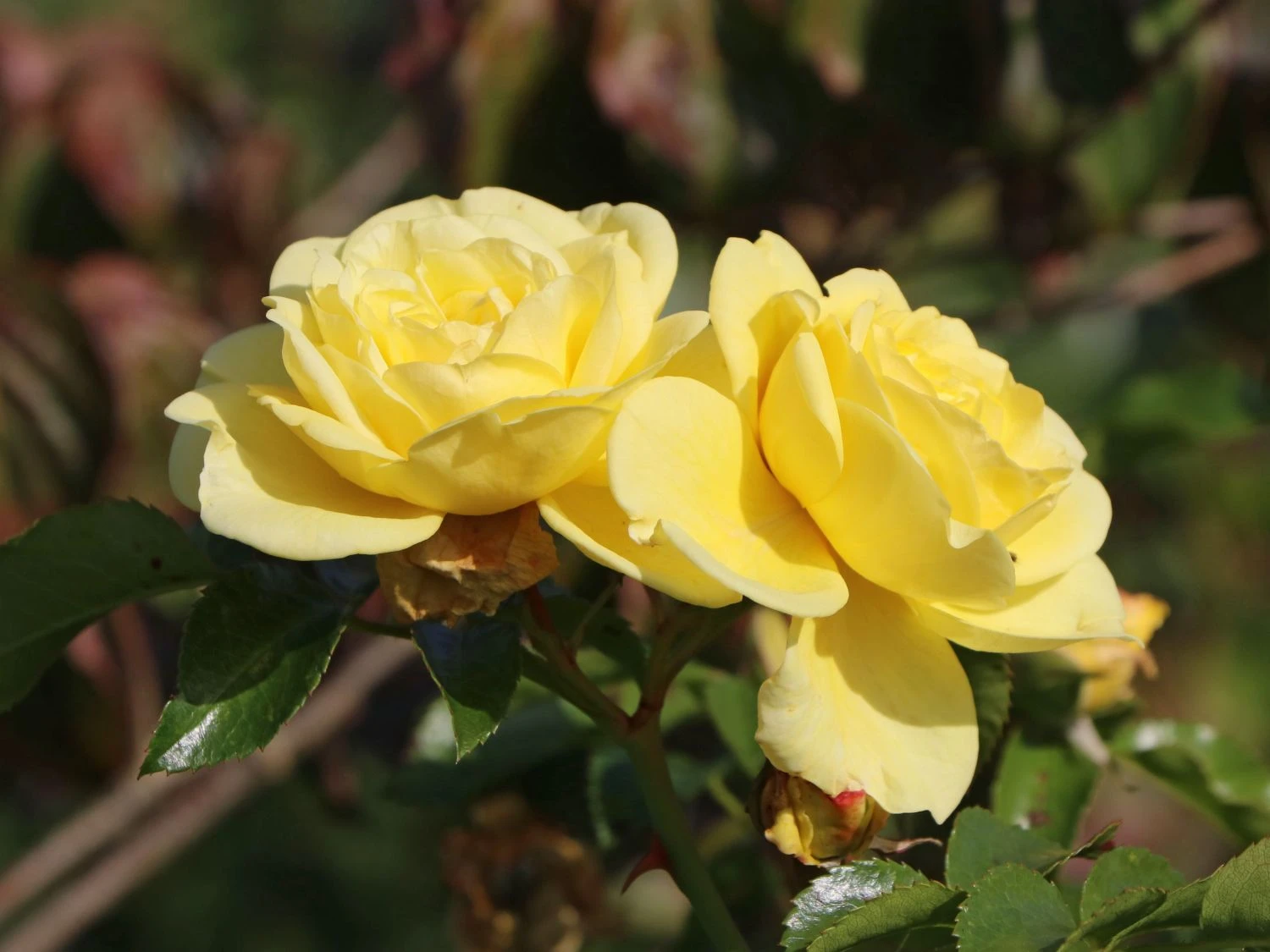 Beetrose / Bodendecker-Rose 'Solero' ® 2 Beetrose / Bodendecker-Rose 'Solero' ® – Bild 2