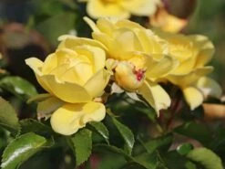 Beetrose / Bodendecker-Rose 'Solero' ® 11 Beetrose / Bodendecker-Rose 'Solero' ® -Edelrosen Geschaft beetrose bodendecker rose solero m048912 w 1