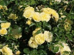 Beetrose / Bodendecker-Rose 'Solero' ® 10 Beetrose / Bodendecker-Rose 'Solero' ® -Edelrosen Geschaft beetrose bodendecker rose solero m048912 w 2