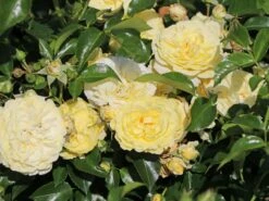 Beetrose / Bodendecker-Rose 'Solero' ® 8 Beetrose / Bodendecker-Rose 'Solero' ® -Edelrosen Geschaft beetrose bodendecker rose solero m048912 w 3