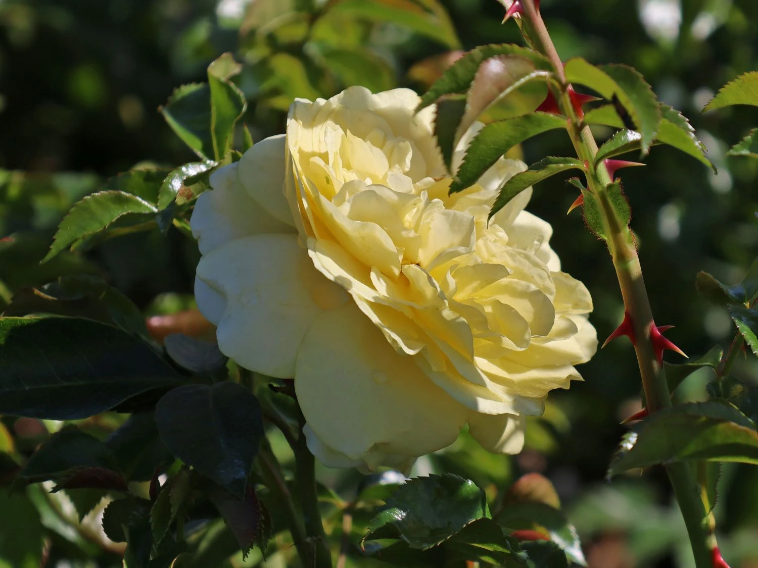 Beetrose / Bodendecker-Rose 'Solero' ® 4 Beetrose / Bodendecker-Rose 'Solero' ® – Bild 4