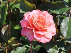 Beetrose 'Botticelli' ®