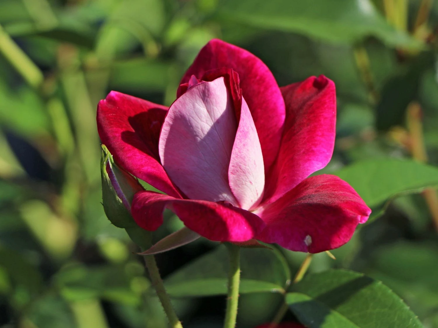 Beetrose 'Burgundy Ice' 1 Beetrose 'Burgundy Ice'