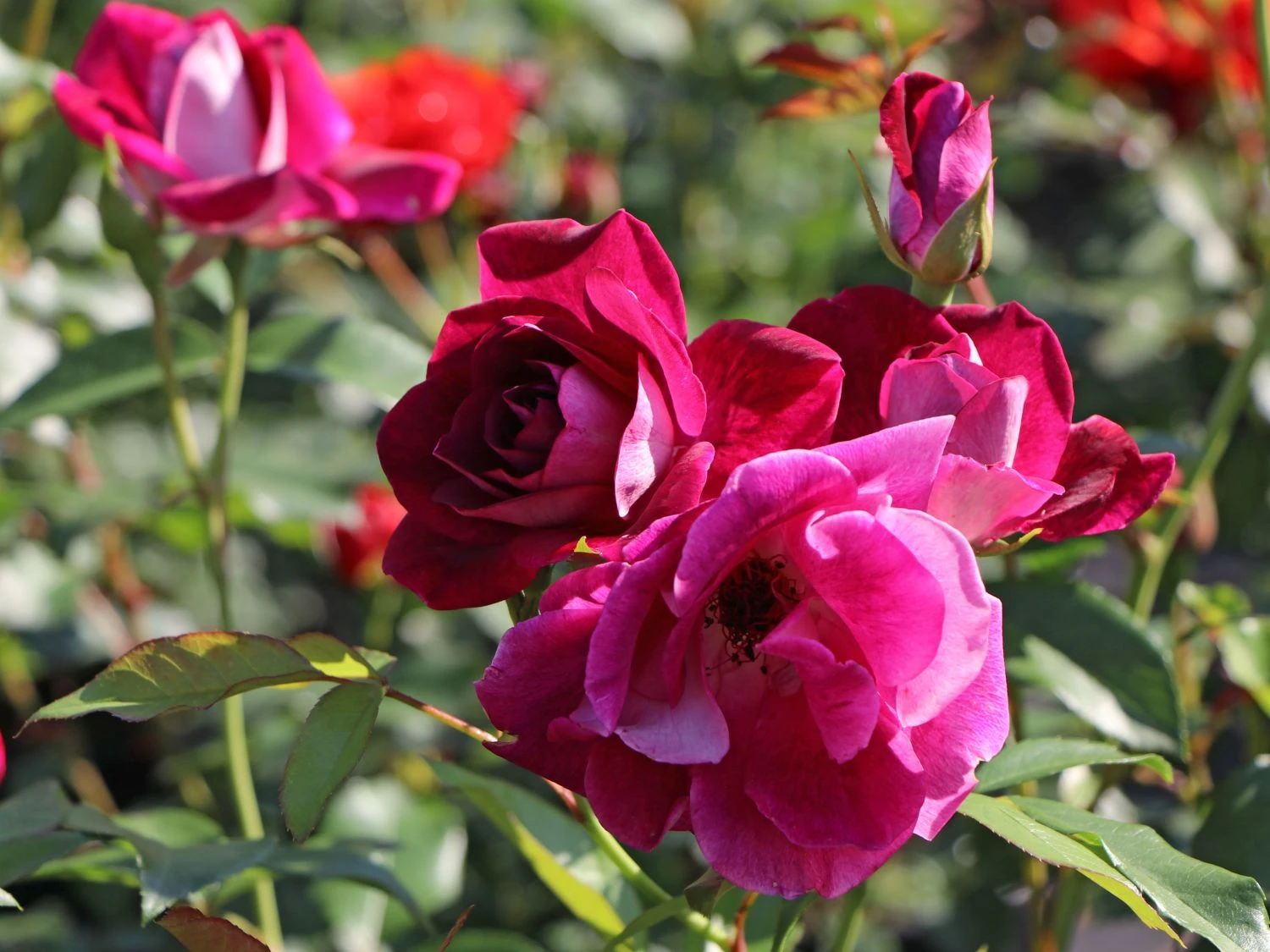 Beetrose 'Burgundy Ice' 5 Beetrose 'Burgundy Ice' – Bild 5