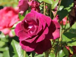 Beetrose 'Burgundy Ice' 11 Beetrose 'Burgundy Ice' -Edelrosen Geschaft beetrose burgundy ice m074101 w 1