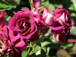 Beetrose 'Burgundy Ice' 12 Beetrose 'Burgundy Ice' -Edelrosen Geschaft beetrose burgundy ice m074101 w 2