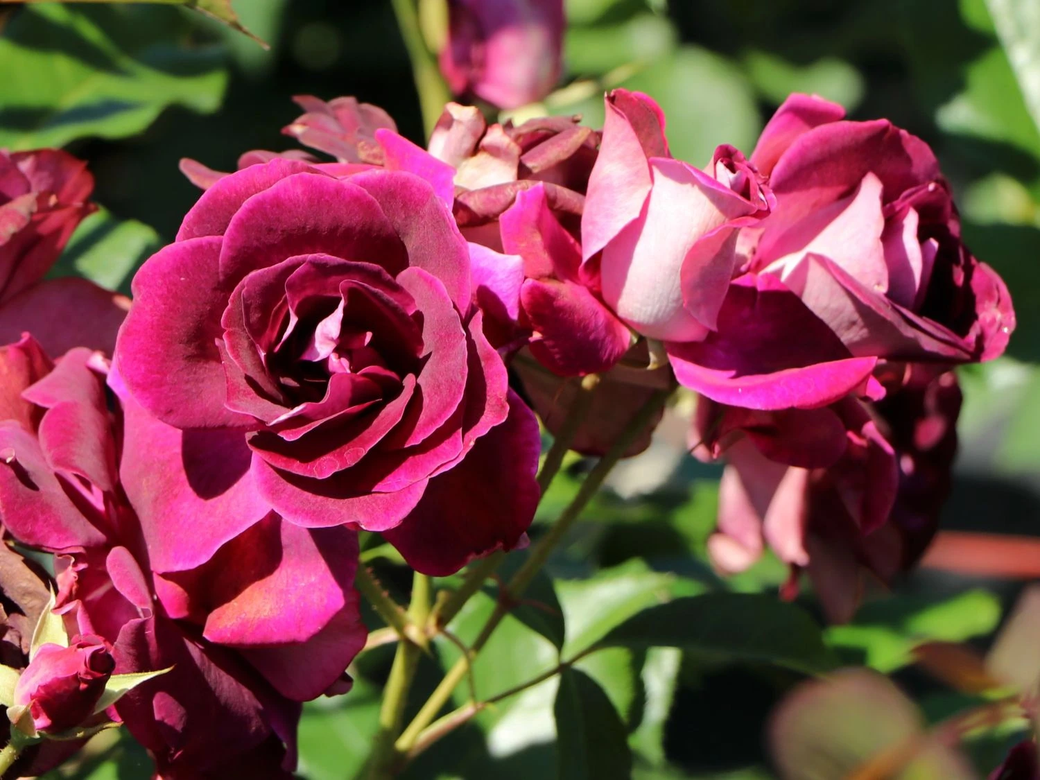 Beetrose 'Burgundy Ice' 4 Beetrose 'Burgundy Ice' – Bild 4