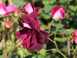 Beetrose 'Burgundy Ice' 14 Beetrose 'Burgundy Ice' -Edelrosen Geschaft beetrose burgundy ice m074101 w 3