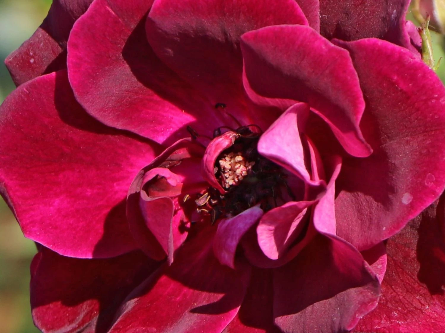 Beetrose 'Burgundy Ice' 9 Beetrose 'Burgundy Ice' – Bild 9