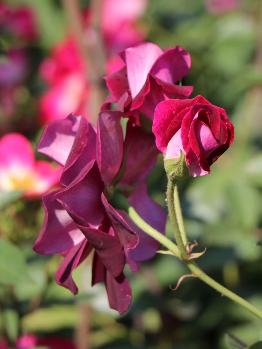 Beetrose 'Burgundy Ice' 7 Beetrose 'Burgundy Ice' – Bild 7