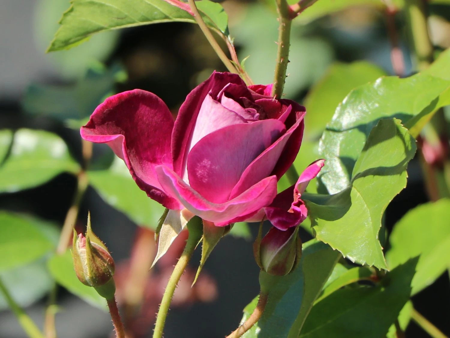 Beetrose 'Burgundy Ice' 8 Beetrose 'Burgundy Ice' – Bild 8