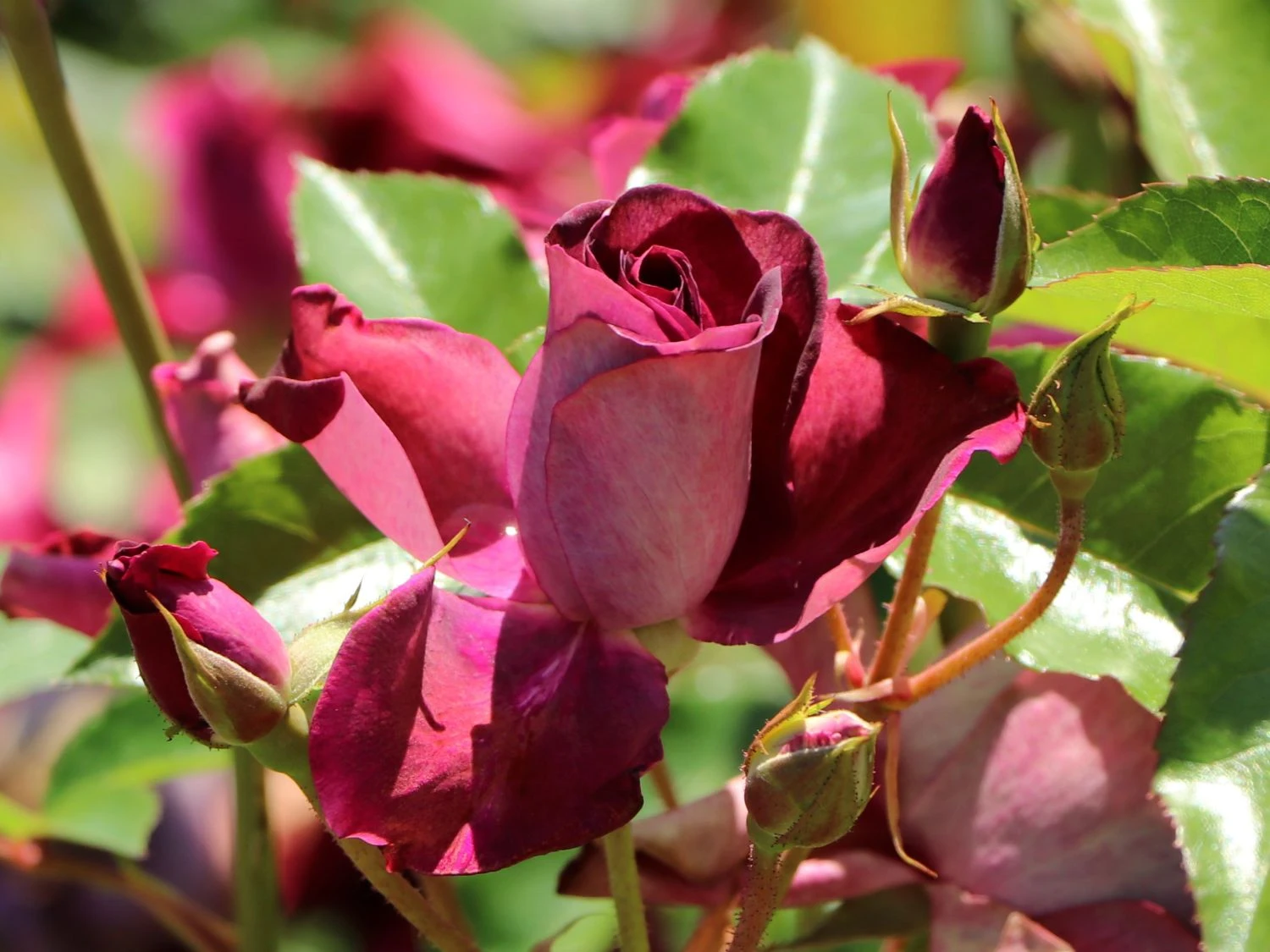 Beetrose 'Burgundy Ice' 2 Beetrose 'Burgundy Ice' – Bild 2