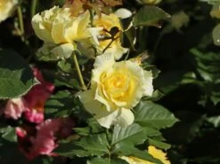 Beetrose 'China Girl' ® 18 Beetrose 'China Girl' ® -Edelrosen Geschaft beetrose china girl m005648 w 0