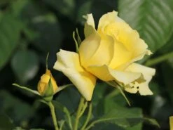 Beetrose 'China Girl' ® 13 Beetrose 'China Girl' ® -Edelrosen Geschaft beetrose china girl m005648 w 2