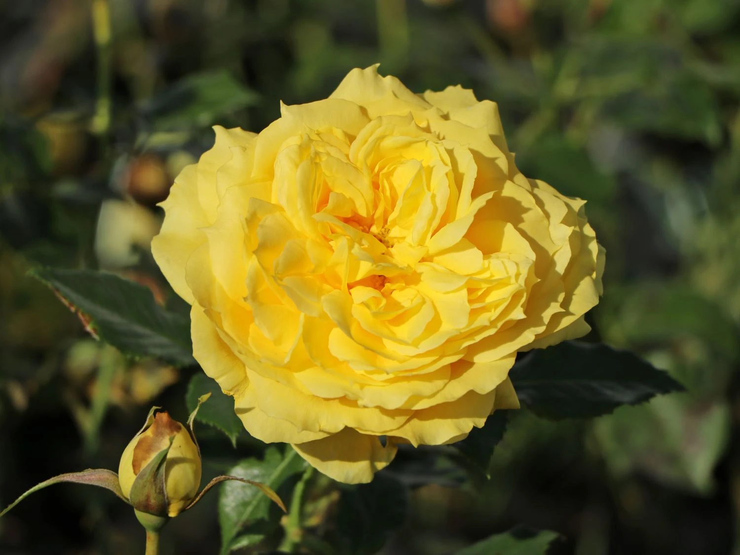 Beetrose 'China Girl' ® 2 Beetrose 'China Girl' ® – Bild 2