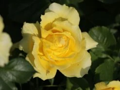 Beetrose 'China Girl' ® 16 Beetrose 'China Girl' ® -Edelrosen Geschaft beetrose china girl m005648 w 4