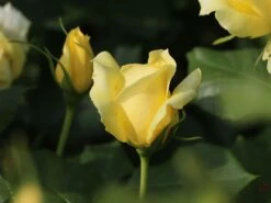 Beetrose 'China Girl' ® 15 Beetrose 'China Girl' ® -Edelrosen Geschaft beetrose china girl m005648 w 5