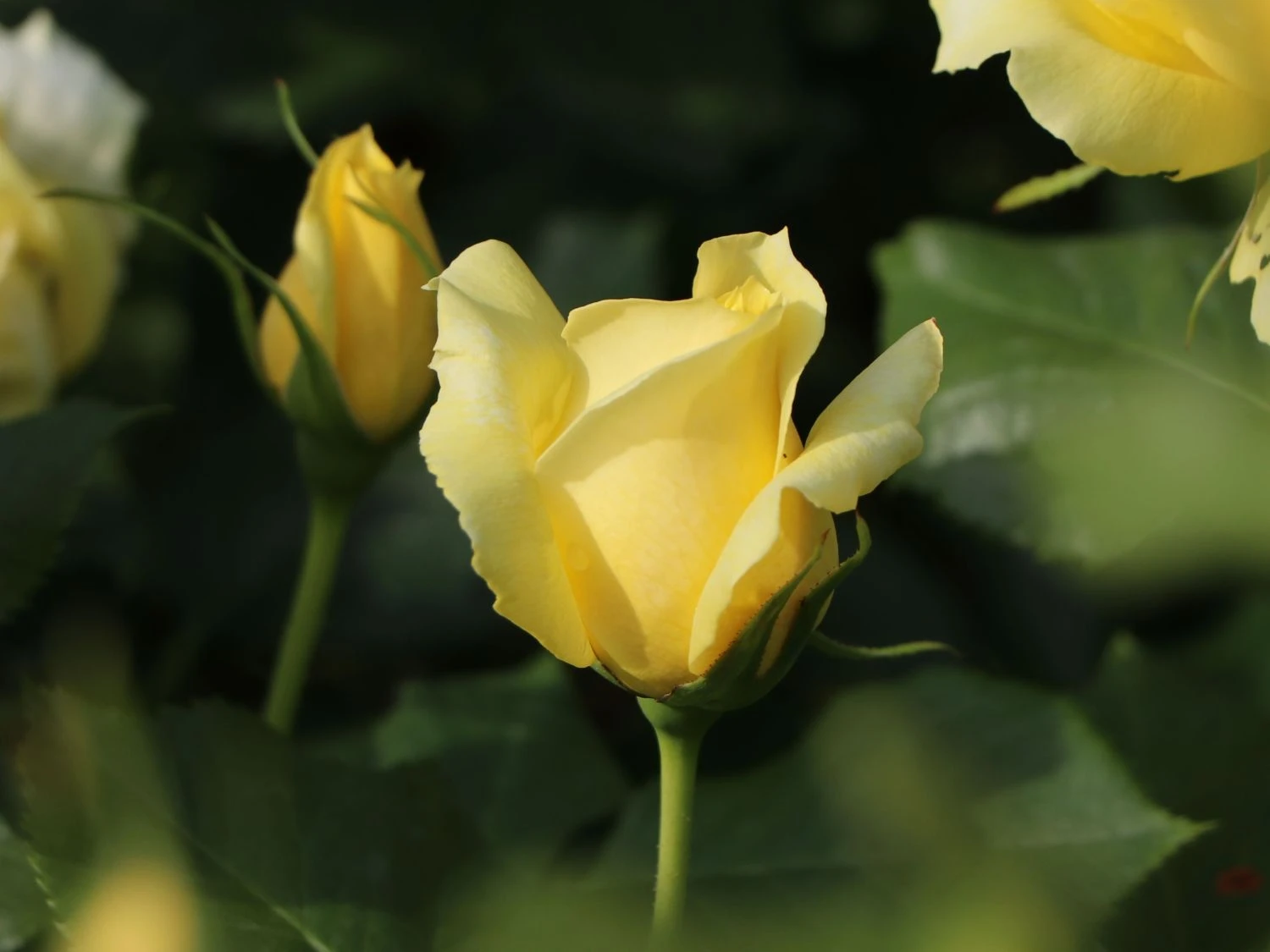 Beetrose 'China Girl' ® 5 Beetrose 'China Girl' ® – Bild 5