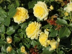 Beetrose 'China Girl' ® 17 Beetrose 'China Girl' ® -Edelrosen Geschaft beetrose china girl m005648 w 6